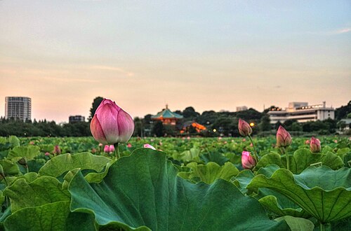 Shinobazu Pond
